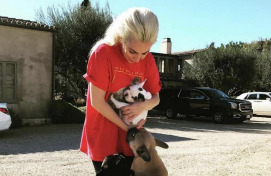 Lady Gaga兩愛犬被搶懸紅50萬尋找 溜狗員受槍傷