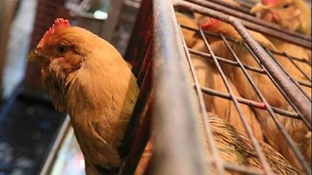 本港暫停進口瑞典東約特蘭省部分地區禽肉及禽類產品