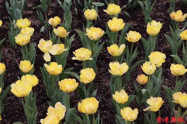 圖集 | 大埔一餐廳外鬱金香現正盛開 處處都是打卡素材