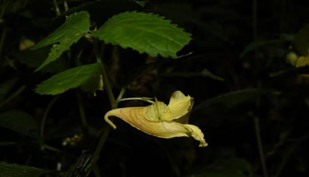中國科研人員發現新物種：泡萼鳳仙花與隆回蜘蛛抱蛋