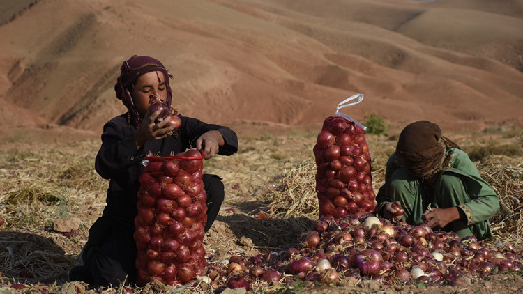 王毅：人道援助阿富汗刻不容緩