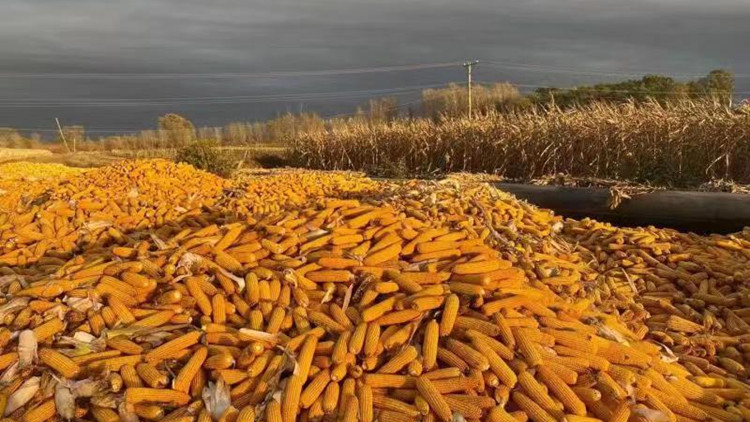 哈爾濱「十八連豐」 築穩糧食安全「壓艙石」為祖國獻好糧