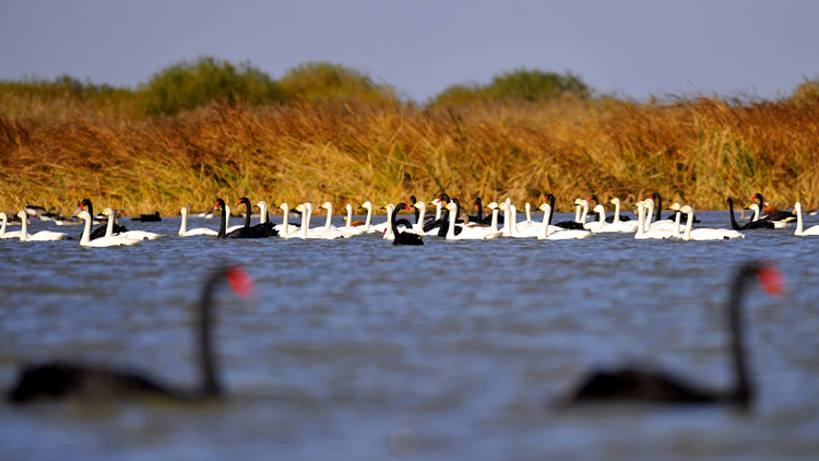啟動「熔斷」機制  山東省暫停跨省遊