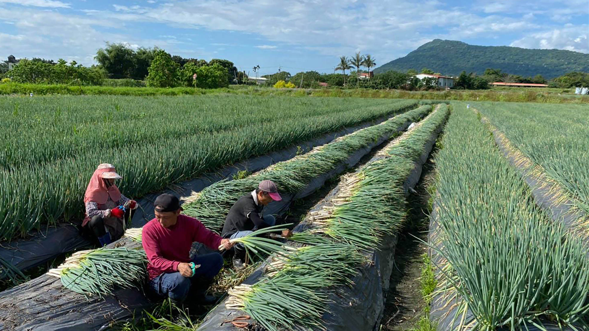 每公斤破83元！台灣大蔥减產「飆天價」