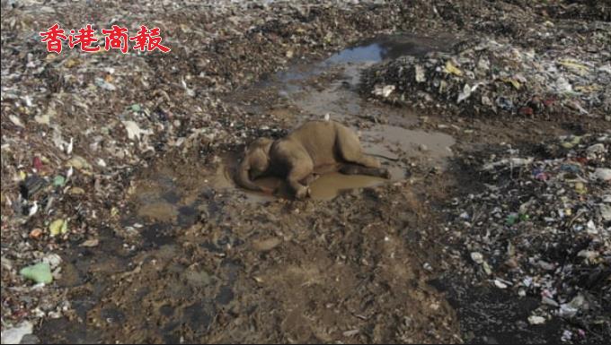 有片 | 心痛！斯里蘭卡野生大象胃裏滿是膠袋