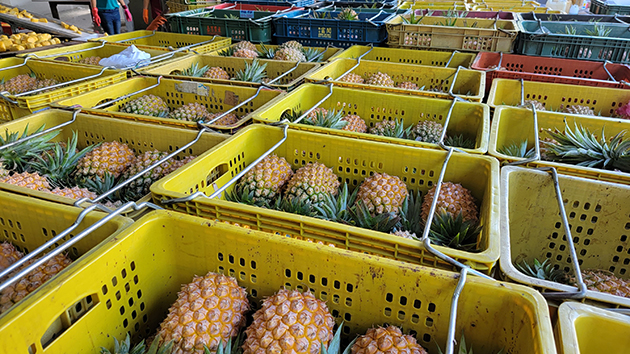 台當局力推菠蘿外銷 亂象頻發釀反效果
