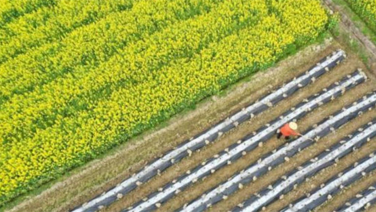 七部門：嚴打種業假冒偽劣套牌侵權違法犯罪行為