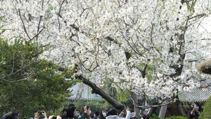 國家網信辦規範清明期間網絡祭掃