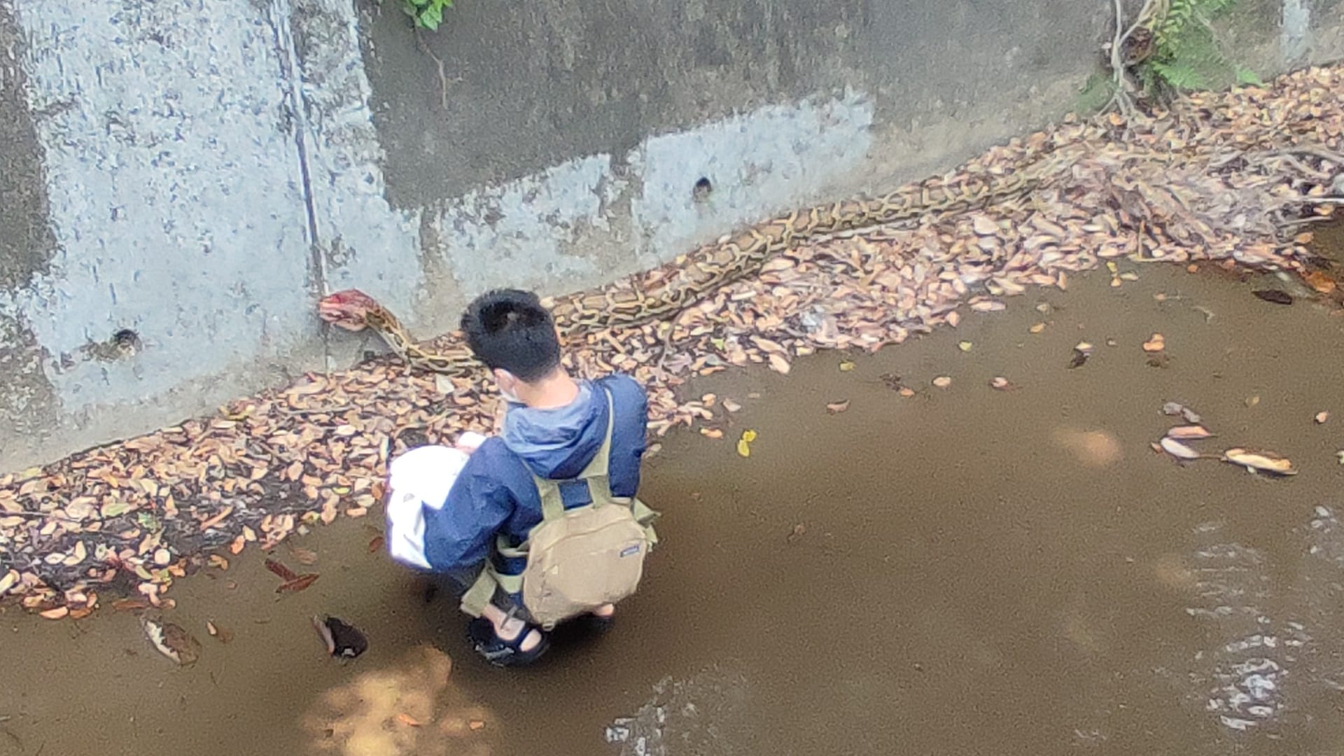 芙蓉山現3米長受傷緬甸蟒 蛇王到場救助交由獸醫診治