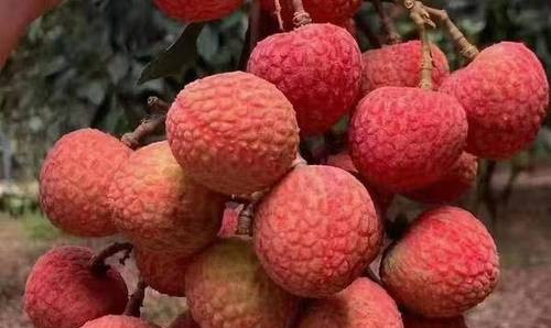 「中國荔鄉」廣東茂名今年荔枝產量小幅下降