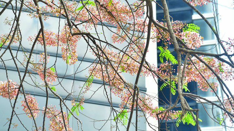 圖集｜中環節果決明古樹繁花盛放  吸引不少市民打卡