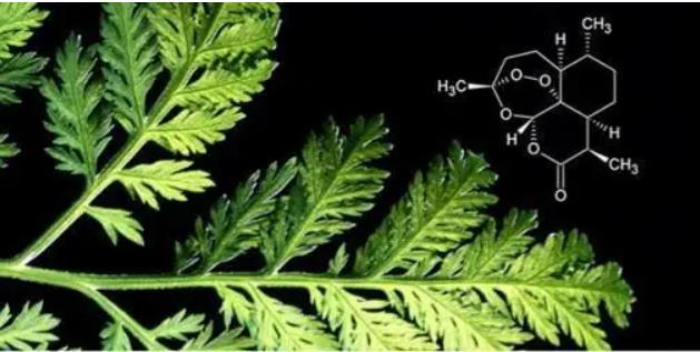 習近平向青蒿素問世50周年暨助力共建人類衛生健康共同體國際論壇致賀信