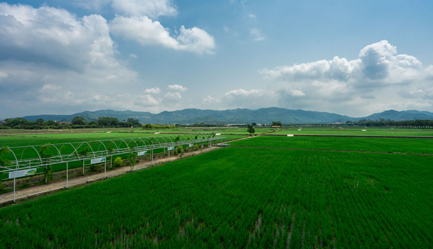 對標國際一流灣區！廣東積極打造美麗鄉村和大灣區都市現代農業