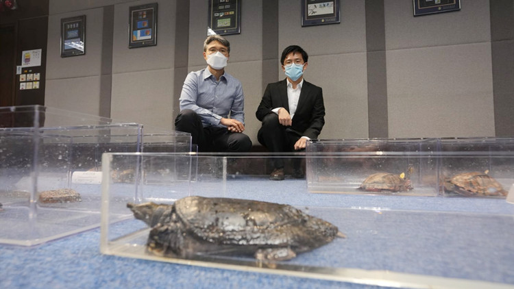 漁護署聯同警方檢獲31隻瀕危淡水龜 2名男子被捕