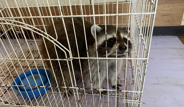 台灣6月起禁止輸入浣熊綠鬣蜥等逾8千種動物