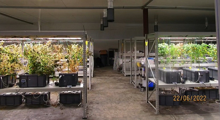 警搗破大麻種植販毒集團  檢1800萬元大麻拘捕5人