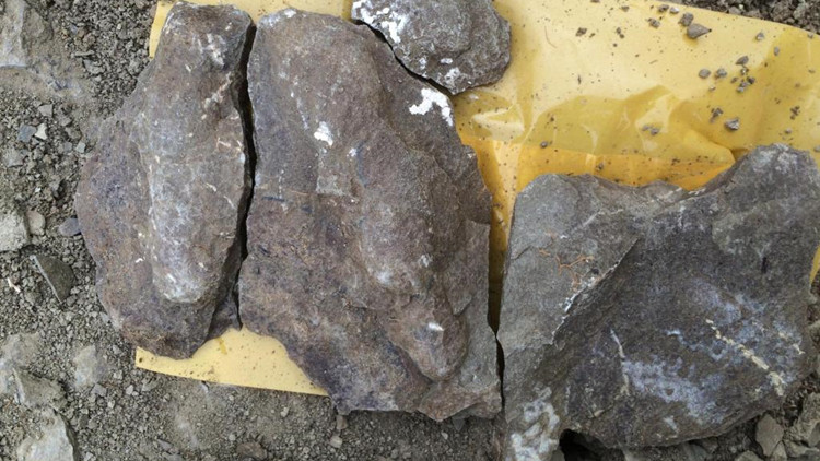 恐龍或靠羽毛保暖挺過大滅絕？科學家有新發現