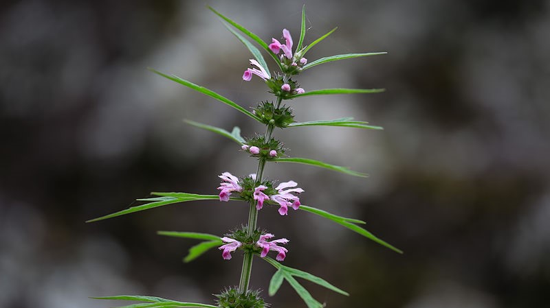 【漫話中醫】益母良藥美容佳品