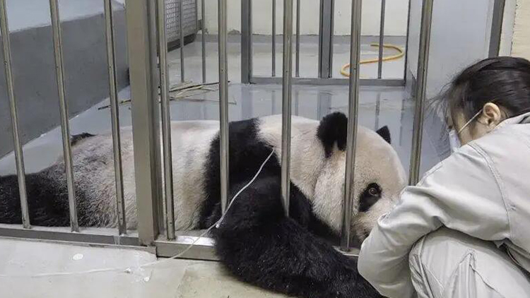 國台辦：贈台大熊貓「團團」身體狀況逐步向好