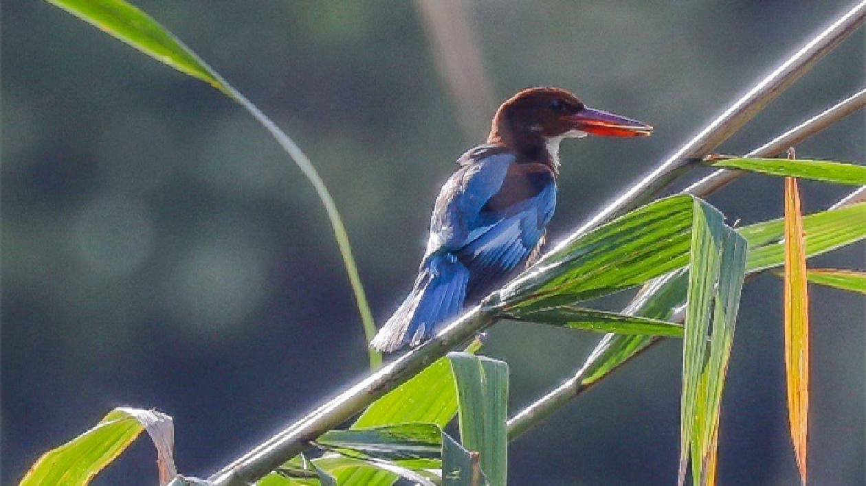 深圳大鵬半島發現多種國家級保護動植物