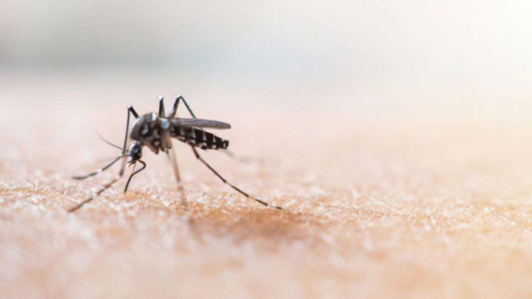 過去一周本港錄得1宗登革熱傳入個案 病人潛伏期內曾到菲律賓