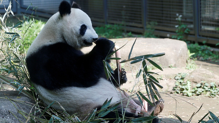 旅日大熊貓永明22日晚攜雙胞胎女兒回國