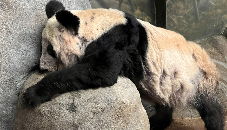 大熊貓「丫丫」在美境遇堪憂 網友籲提前接回