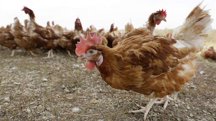 柬埔寨11歲女童死於禽流感