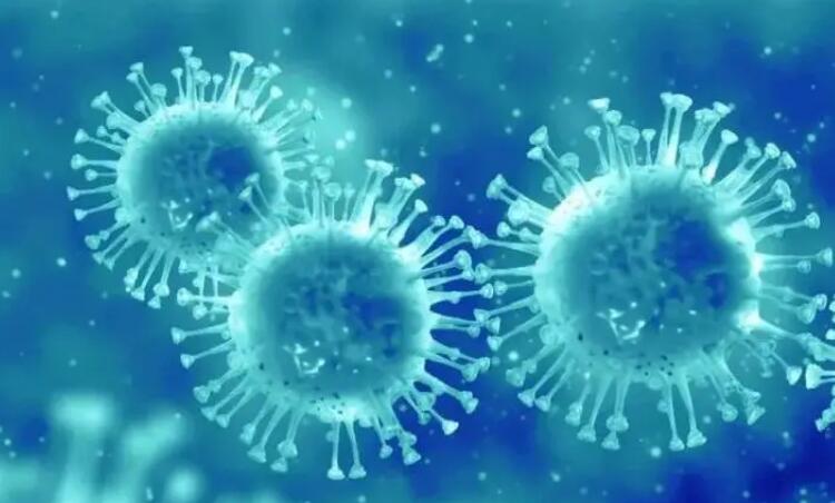 世界動物衛生組織稱在巴黎的赤狐身上發現禽流感病毒