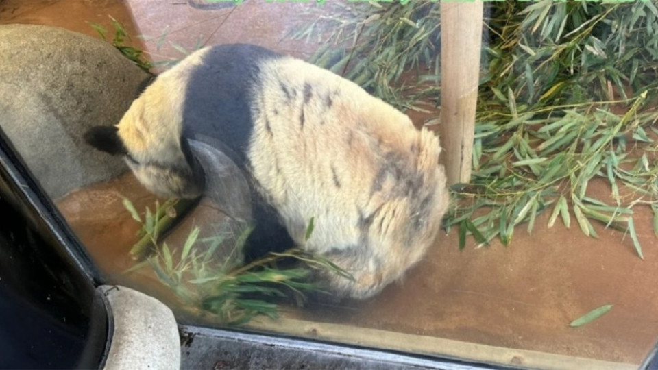 中國專家組成員抵美！「丫丫」回家提上日程