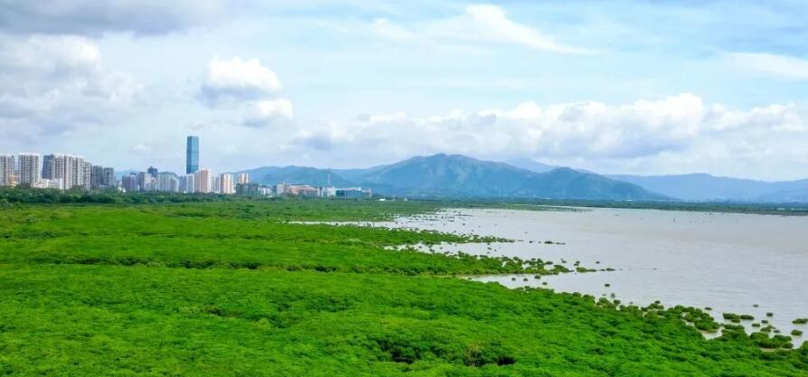 深圳發布2023年第1號林長令