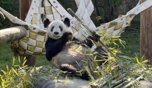 孟菲斯動物園發文送別「丫丫」：「我們會非常想念她」