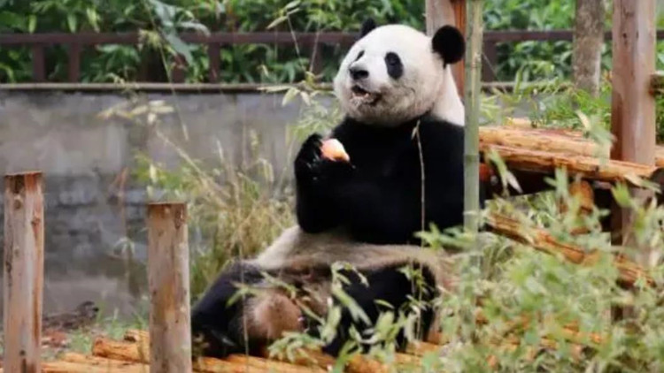 浙江安吉竹子博覽園回應大熊貓「珍巧」口吐白沫