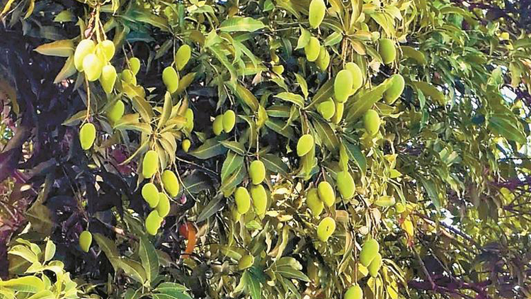 深圳城管部門提醒：路邊「綠化芒」不能吃！