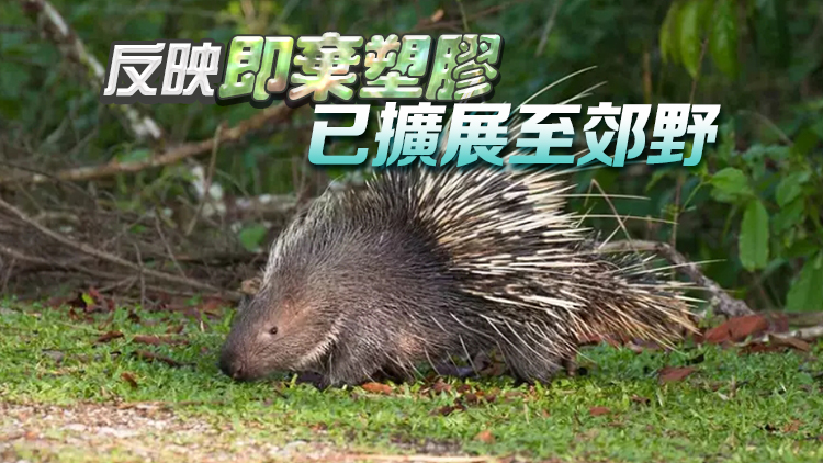 環團研究：本港5種郊野常見動物糞便八成半含微塑膠