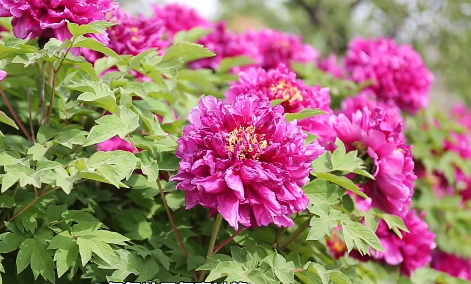 【視聽山東】牡丹花開 國色天香