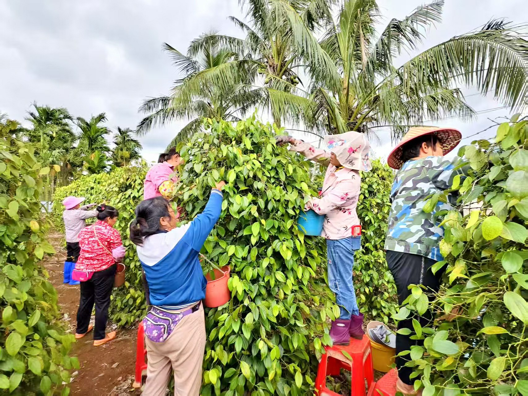 海口瓊山區大坡鎮近4萬畝胡椒迎來採摘季