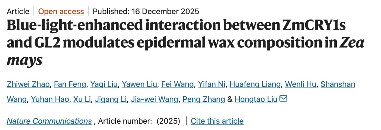 深大團隊破解玉米「防曬」密碼！藍光助其抵禦紫外線損傷