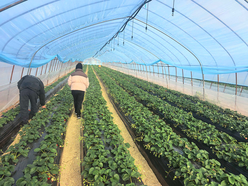 皖歙縣：築牢農產品質量安全防線