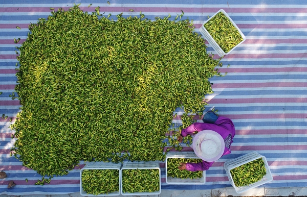 1631068296364273.jpg 10.jpg