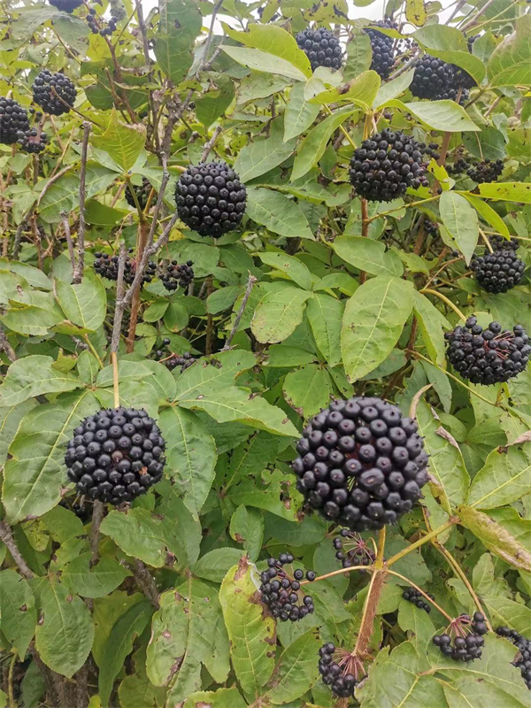 1631605752970941.jpg 7.jpg