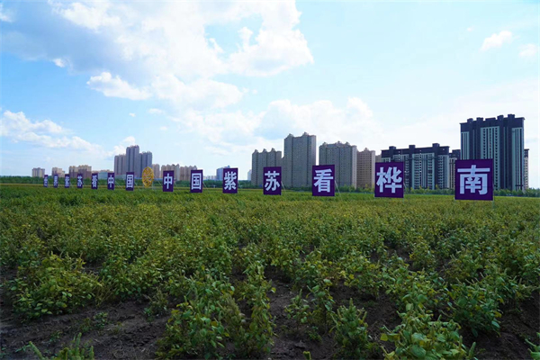 1631605779636648.jpg 11.jpg