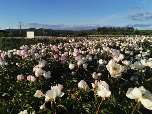 1631605788657149.jpg 12.jpg