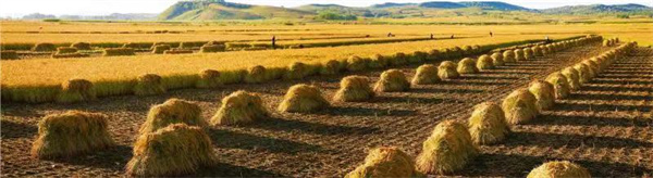 1635303903625333.jpg a6.jpg