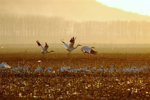 圖片2:法庫獾子洞濕地的白鶴 法庫宣傳部供圖.jpg
