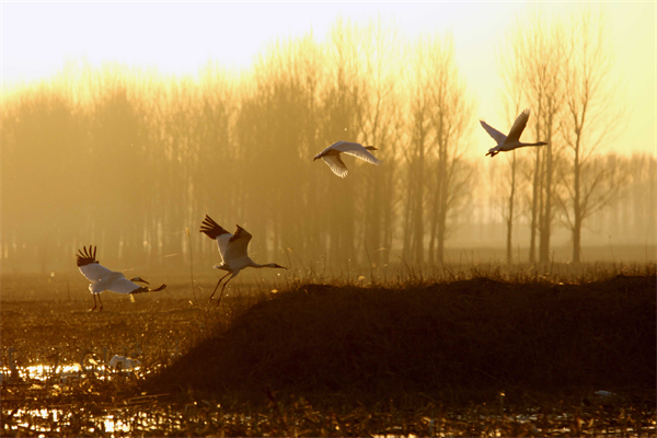 圖片3:法庫白鶴 法庫宣傳部供圖.jpg