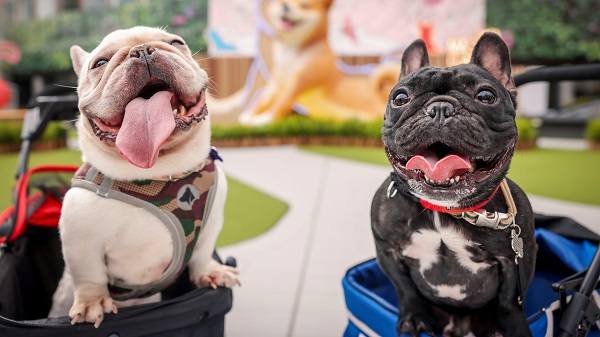 新都會廣場 DOGA大師班 (4).jpg