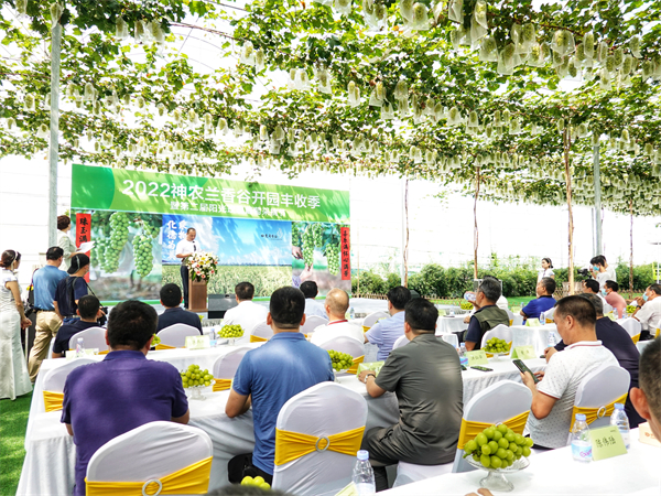 1、第二屆神農蘭香谷陽光玫瑰葡萄採摘節現場.jpg