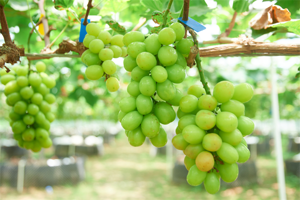 2、陽光玫瑰葡萄正式上市.jpg