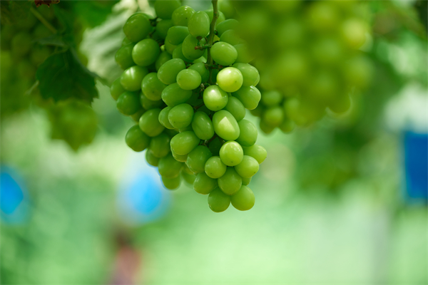 3、陽光玫瑰葡萄 (2).jpg